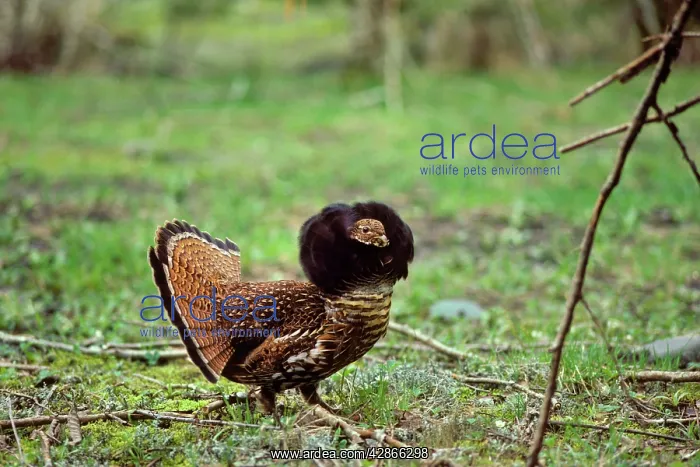 : Male Ruffed Grouse - displaying with ruff up in : Male Ruffed Grouse - displaying with ruff up in