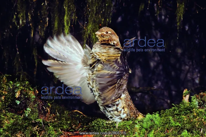 : Male Ruffed Grouse drumming, mating, territorial : Male Ruffed Grouse drumming, mating, territorial
