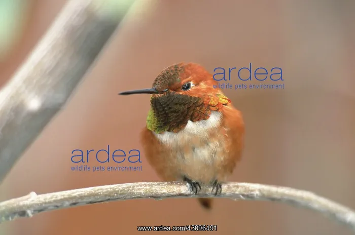 : Male Rufous Hummingbird : Male Rufous Hummingbird