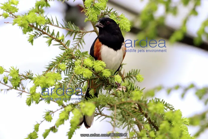 : Male Rufous-Sided Towhee : Male Rufous-Sided Towhee