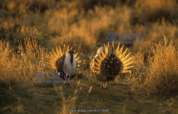 : Male Sage Grouse in mating display : Male Sage Grouse in mating display