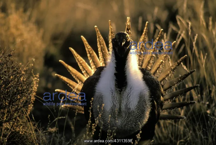 : Male Sage Grouse in mating display : Male Sage Grouse in mating display