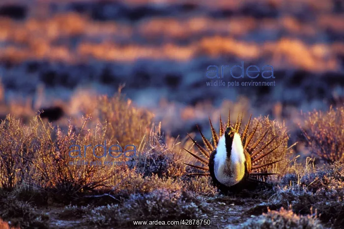 : Male Sage Grouse - strutting or displaying on mating : Male Sage Grouse - strutting or displaying on mating