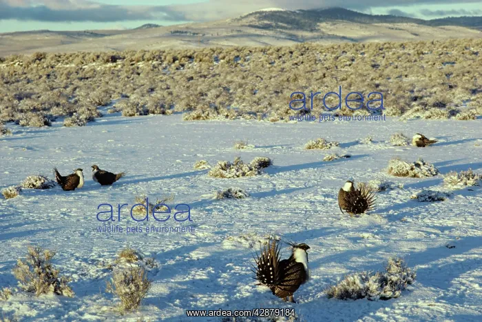 : Male Sage Grouse strutting on lek after fresh snow : Male Sage Grouse strutting on lek after fresh snow