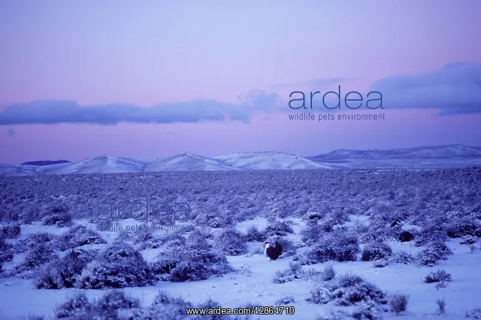 : Male Sage Grouse - strutting on snow covered lek : Male Sage Grouse - strutting on snow covered lek