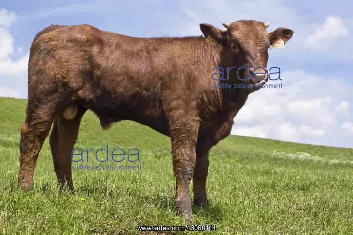 : Male Salers calf in a meadow Cantal France : Male Salers calf in a meadow Cantal France