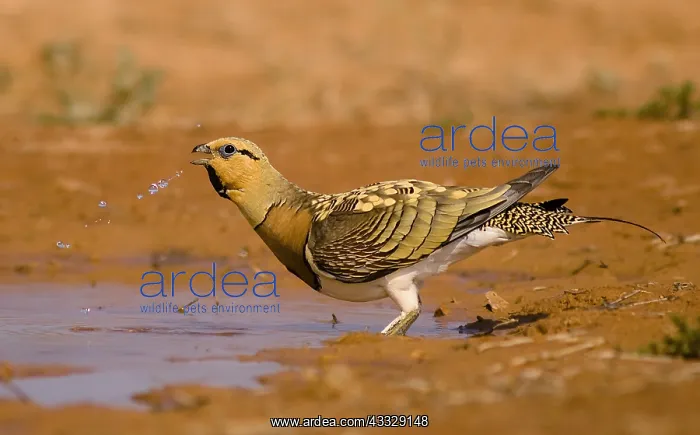 : Male of Sand Grouse ( Pterocles alchata) drinking : Male of Sand Grouse ( Pterocles alchata) drinking