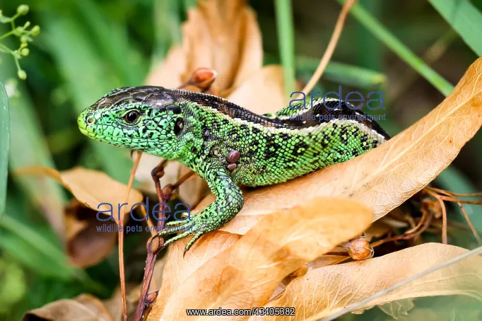: A male sand lizard in the grass : A male sand lizard in the grass