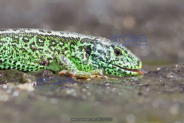 : Male Sand Lizard (Lacerta agilis) drinking, Sal : Male Sand Lizard (Lacerta agilis) drinking, Sal