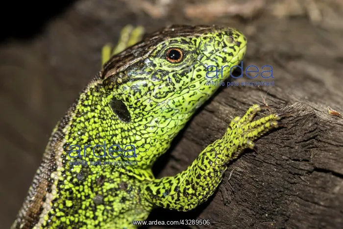 : Male Sand lizard ( Lacerta agilis) in the raised : Male Sand lizard ( Lacerta agilis) in the raised