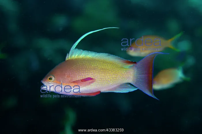  : Male Scalefin Anthias