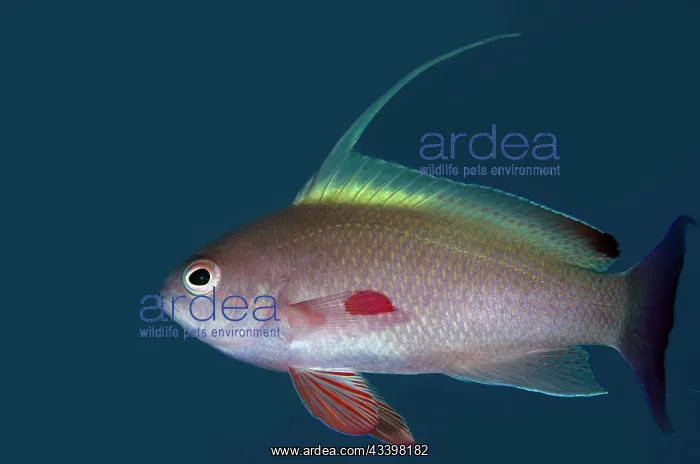 : Male Scalefin Anthias : Male Scalefin Anthias