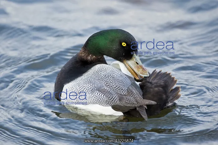 : Male Scaup at a pond in Reykjavik, Iceland : Male Scaup at a pond in Reykjavik, Iceland