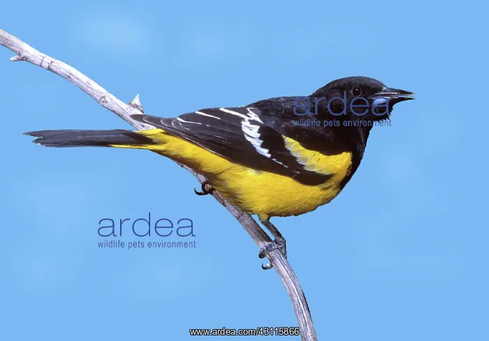 : Male Scott's Oriole (Icterus parisorum) : Male Scott's Oriole (Icterus parisorum)