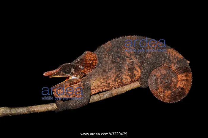 : Male shorthorned-chameleon (Calumma brevicorne) : Male shorthorned-chameleon (Calumma brevicorne)