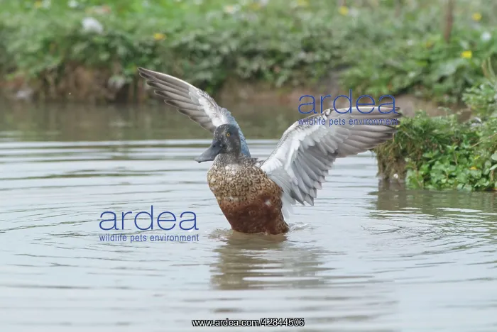 : Male Shoveler - in eclipse - flapping wings : Male Shoveler - in eclipse - flapping wings