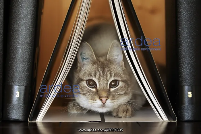 : Male siamese blue tabby point cat on a bookshell : Male siamese blue tabby point cat on a bookshell