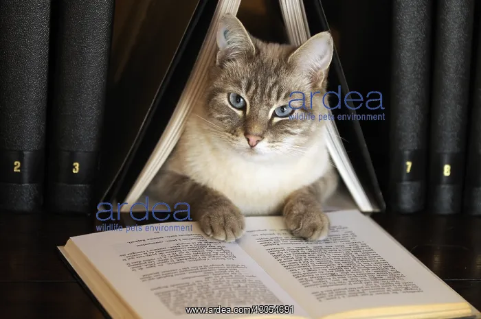 : Male siamese blue tabby point cat on a bookshell : Male siamese blue tabby point cat on a bookshell