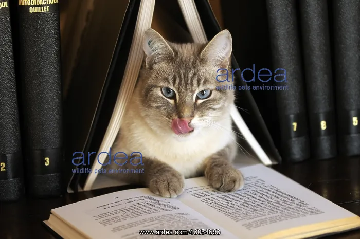 : Male siamese blue tabby point cat on a bookshell : Male siamese blue tabby point cat on a bookshell