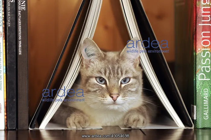 : Male siamese blue tabby point cat on a bookshell : Male siamese blue tabby point cat on a bookshell