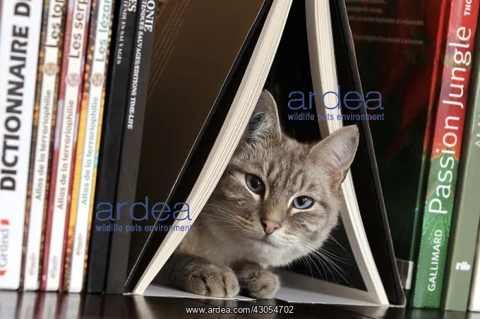 : Male siamese blue tabby point cat on a bookshell : Male siamese blue tabby point cat on a bookshell