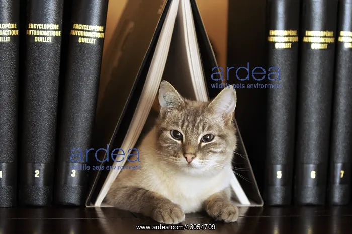 : Male siamese blue tabby point cat on a bookshell : Male siamese blue tabby point cat on a bookshell
