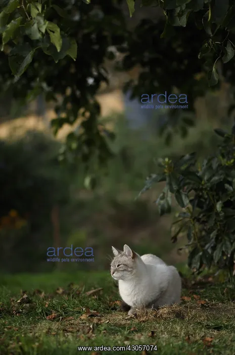 : Male Siamese cat cross blue tabby point in the grass : Male Siamese cat cross blue tabby point in the grass