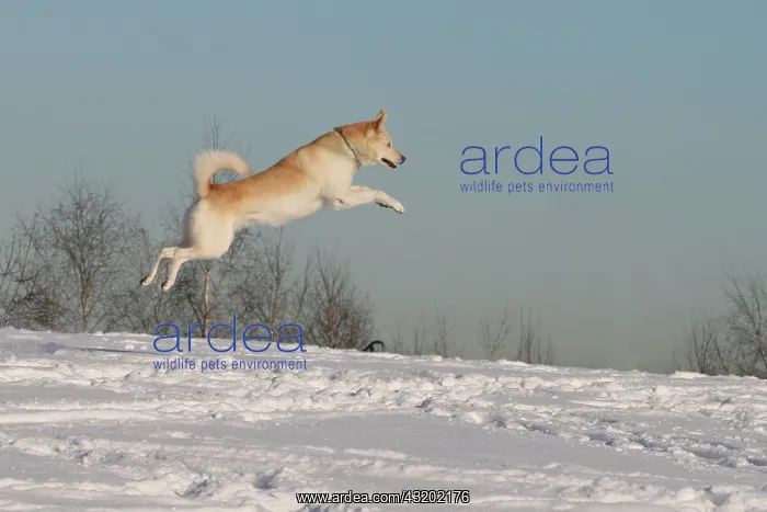 : Male Siberian Husky, 5 years old, jumping and running : Male Siberian Husky, 5 years old, jumping and running