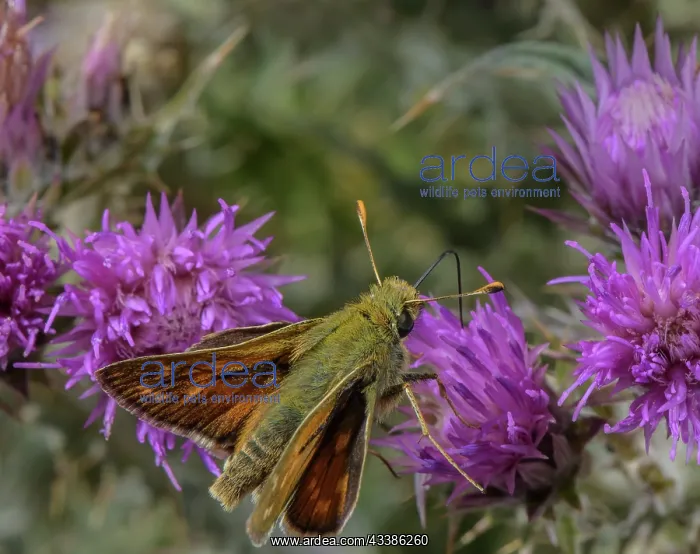 : Male Silver-spotted skipper, Hesperia comma, fee : Male Silver-spotted skipper, Hesperia comma, fee