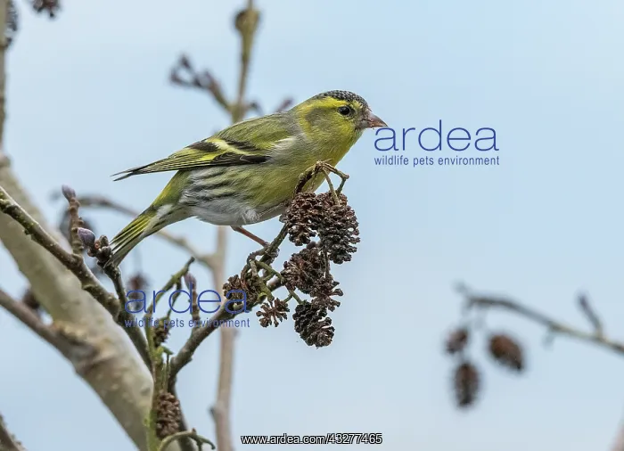 : Male Siskin, Spinus spinus, feeding on alder cones : Male Siskin, Spinus spinus, feeding on alder cones