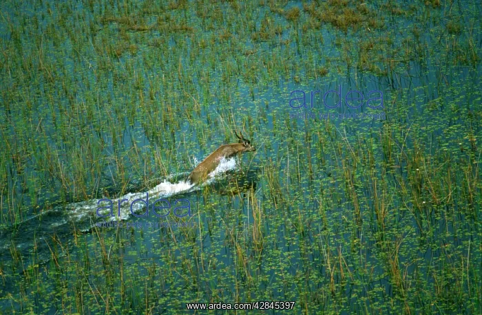 : Male Sitatunga - Aerial view of male sitatunga : Male Sitatunga - Aerial view of male sitatunga
