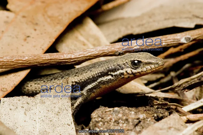 : Skink. Male skink (Morethia boulengeri) with reddish breeding flush on its throat : Skink. Male skink (Morethia boulengeri) with reddish breeding flush on its throat
