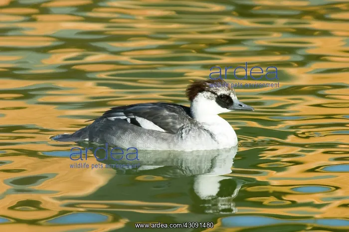: Smew. Male Smew (Mergellus albellus). This bird is native to Eurasia : Smew. Male Smew (Mergellus albellus). This bird is native to Eurasia