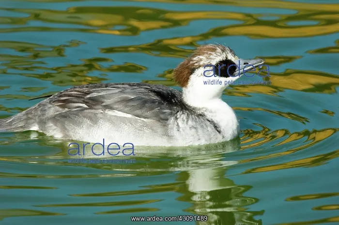 : Smew. Male Smew (Mergellus albellus). This bird is native to Eurasia : Smew. Male Smew (Mergellus albellus). This bird is native to Eurasia