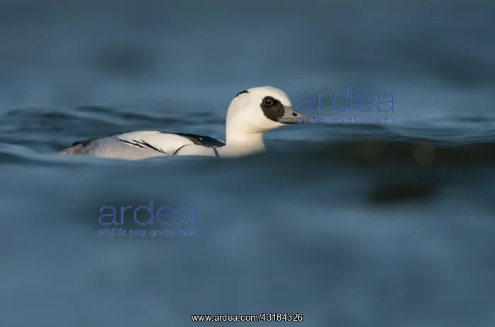 : Smew. Male Smew (Mergellus albellus) passing by while looking at the camera : Smew. Male Smew (Mergellus albellus) passing by while looking at the camera