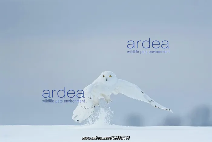 : Male snowy owl (Nyctea scandiaca) (syn. Bubo sca : Male snowy owl (Nyctea scandiaca) (syn. Bubo sca