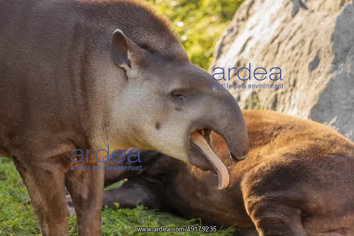  : A male South American tapir (Tapirus terrestris) stands yawning in a clearing