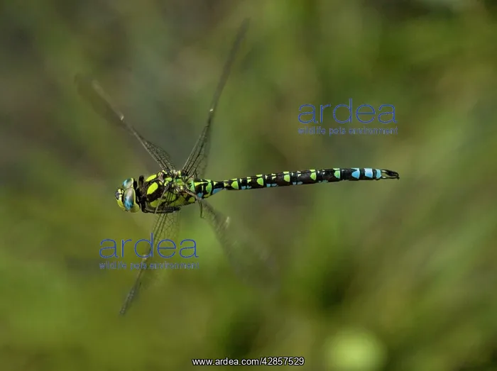 : Male southern Hawker in flight : Male southern Hawker in flight