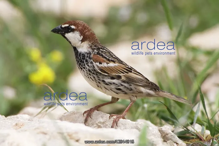 : Male Spanish Sparrow : Male Spanish Sparrow