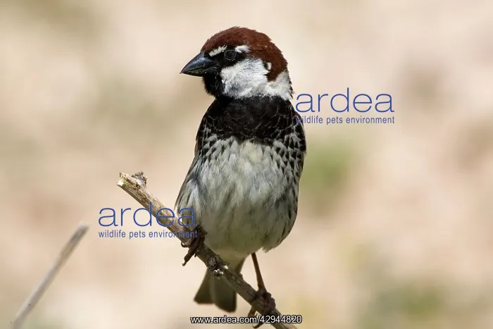 : Male Spanish Sparrow : Male Spanish Sparrow