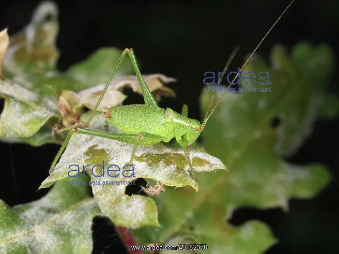  : Oak. Male Speckled Bush-cricket (Leptophyes puctatissima) nymph resting