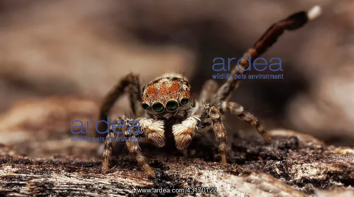 : A male spider signalling with 3rd leg to a female : A male spider signalling with 3rd leg to a female