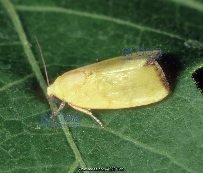 : Male spiny bollworm Moth : Male spiny bollworm Moth
