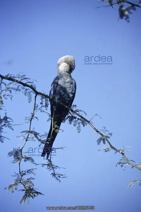 : Male Spix's macaw (Cyanopsitta spixii) in Brazil, South Ame : Male Spix's macaw (Cyanopsitta spixii) in Brazil, South Ame