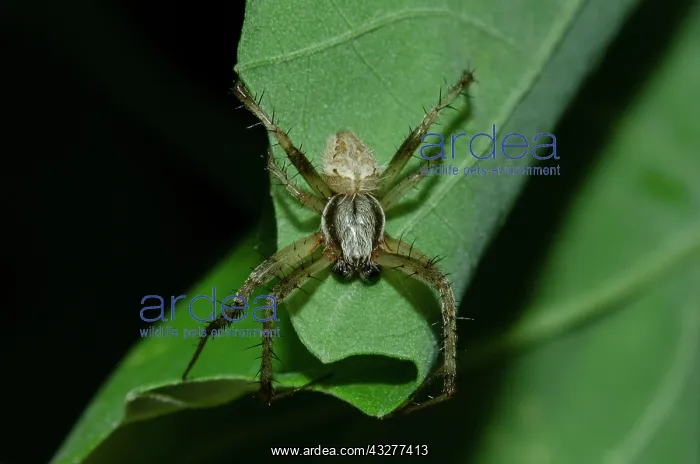 : Male Spotted Orb-weaver - West Bali National Park, near Menj : Male Spotted Orb-weaver - West Bali National Park, near Menj