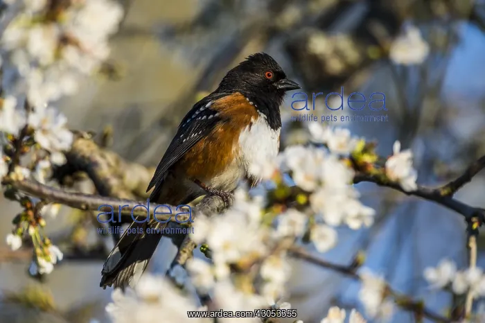 : Male Spotted Towhee (Pipilo maculatus) among cherry : Male Spotted Towhee (Pipilo maculatus) among cherry