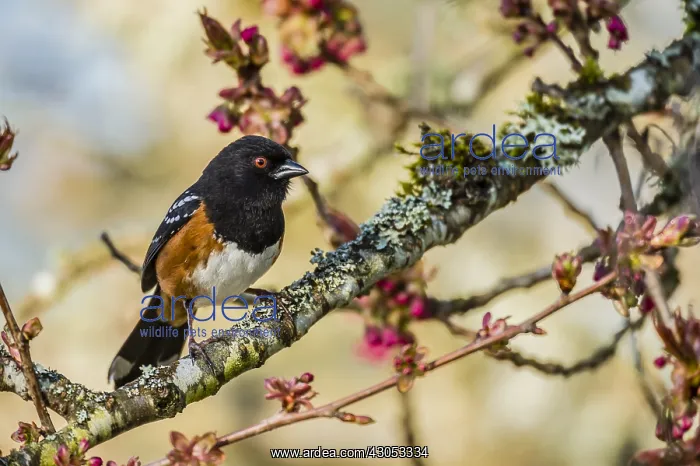 : Male Spotted Towhee (Pipilo maculatus). Pacific : Male Spotted Towhee (Pipilo maculatus). Pacific