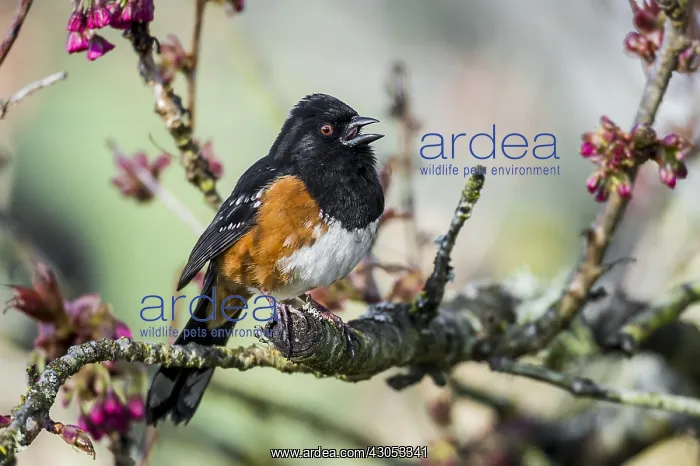 : Male Spotted Towhee (Pipilo maculatus) singing : Male Spotted Towhee (Pipilo maculatus) singing