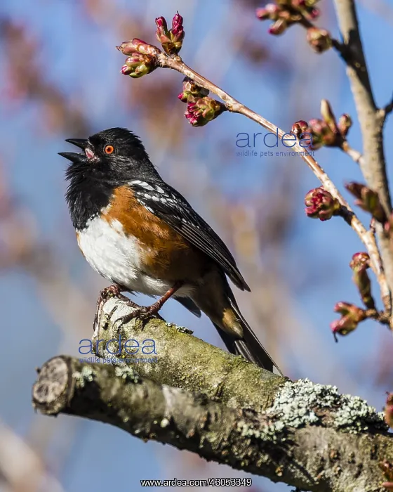 : Male Spotted Towhee (Pipilo maculatus) singing : Male Spotted Towhee (Pipilo maculatus) singing