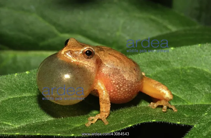 : Male Spring Peeper : Male Spring Peeper